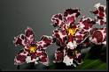 Odontoglossum hibrido * Rodrigo Remolina
 * Rodrigo Remolina
